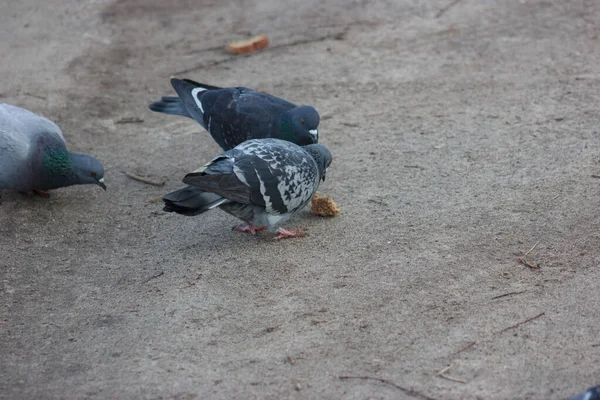 Gray and white pigeons on a baton eating grain and bread