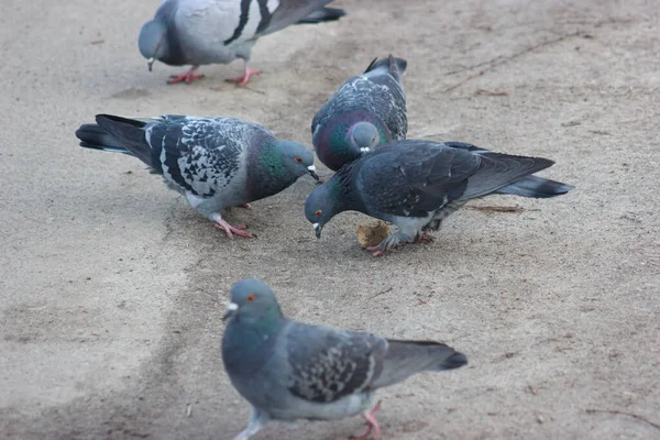 Gray and white pigeons on a baton eating grain and bread