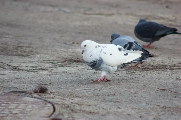 Gray and white pigeons on a baton eating grain and bread