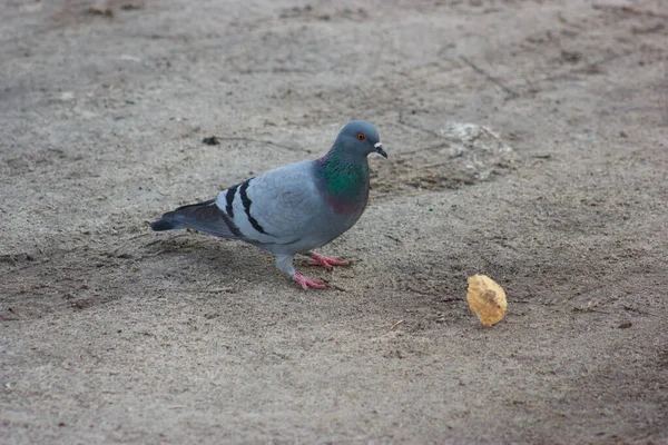 Gray and white pigeons on a baton eating grain and bread