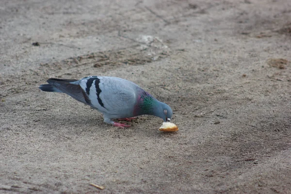 Gray and white pigeons on a baton eating grain and bread