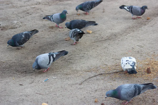 Gray and white pigeons on a baton eating grain and bread