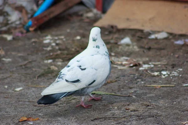 Gray and white pigeons on a baton eating grain and bread