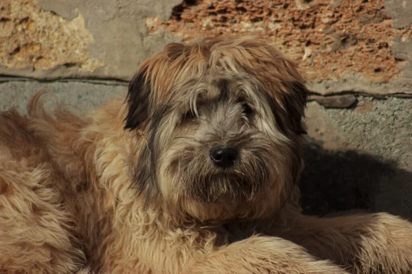 Portrait of a dirty, sad terrier on the street