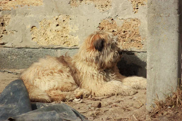 Portrait of a dirty, sad terrier on the street