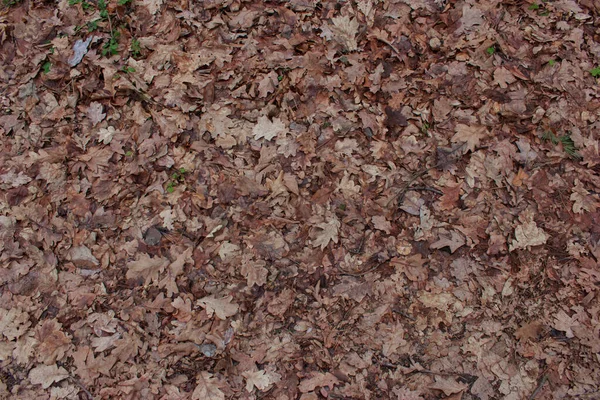 Background of autumn or spring cinnamon fallen leaves on the ground