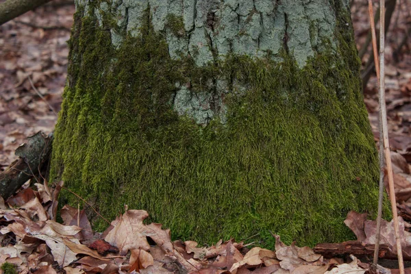 Green, white moss on tree bark