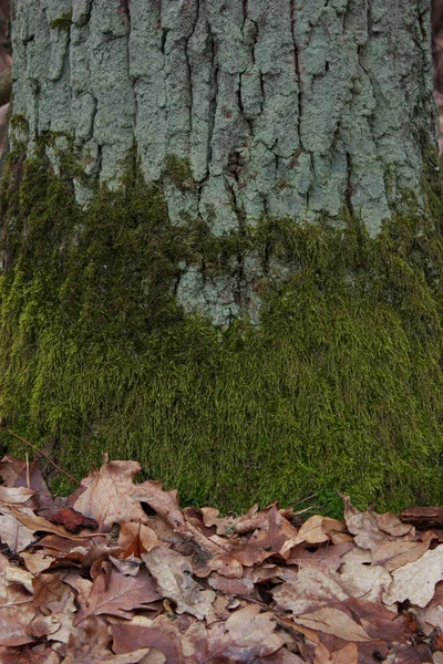 Green, white moss on tree bark