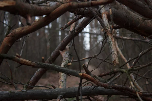 Background on the wall made of broken branches and shrubs in the fall season