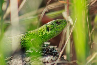 Portrait of a green lizard in the bushes in the grass