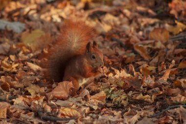 Orange shaggy squirrel in the ground in autumn leaves looking for nuts