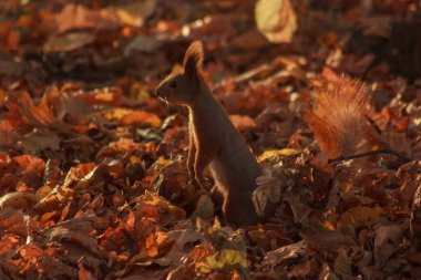 Orange shaggy squirrel in the ground in autumn leaves looking for nuts
