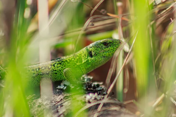 Portrait of a green lizard in the bushes in the grass