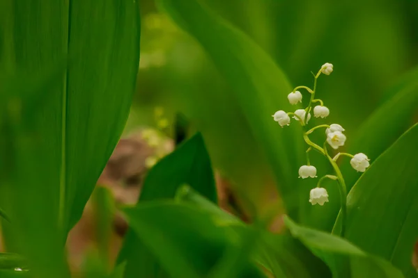 Flowering of a single lily of the valley against a green forest