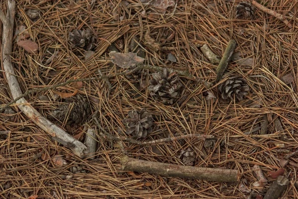 Background, wall made of pine cones and needle dried on the ground