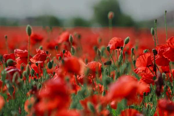 Field of red and green blooming wildflower poppies