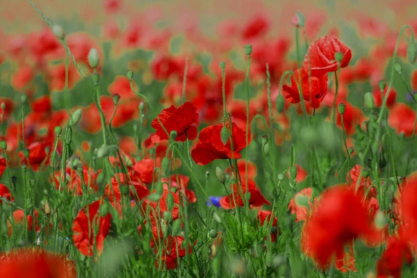 Field of red and green blooming wildflower poppies