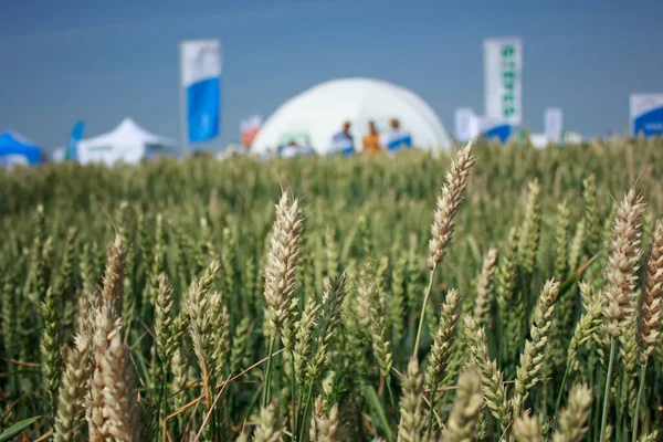 Background of a green field of wheat