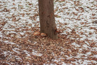 Two orange squirrels run outside on the snowy ground with autumn running after each other