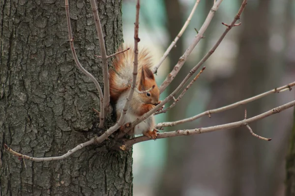 orange-gray squirrel eating a nut sitting on a tree in the branches