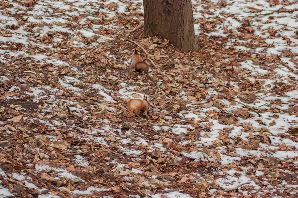 Two orange squirrels run outside on the snowy ground with autumn running after each other