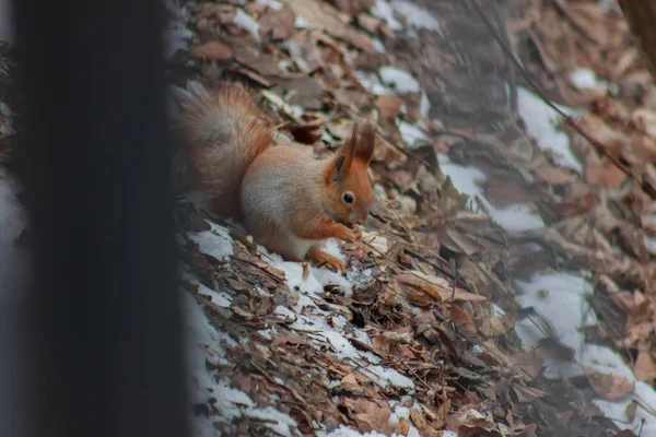 A squirrel sits on the winter ground and eats a nut
