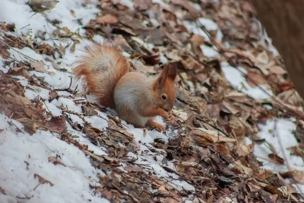 A squirrel sits on the winter ground and eats a nut