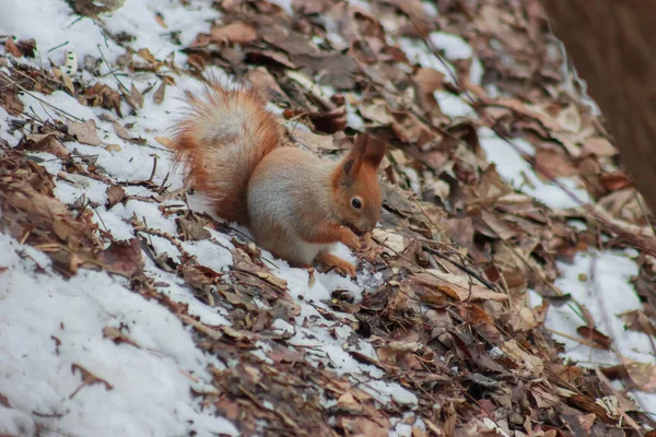 A squirrel sits on the winter ground and eats a nut