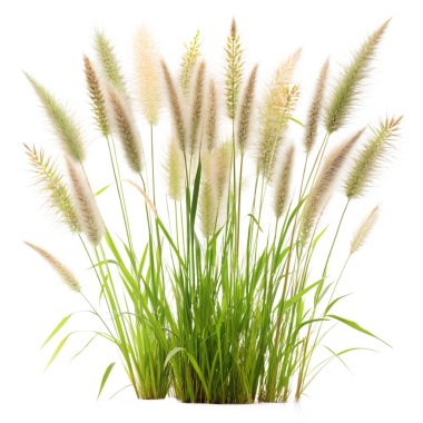 wild grass or weeds on an isolated background clipart