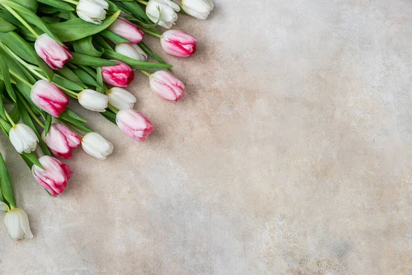 Pink Dan Putih Tulip Latar Belakang Stok Foto