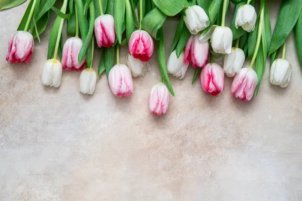 Pink Dan Putih Tulip Latar Belakang Stok Gambar