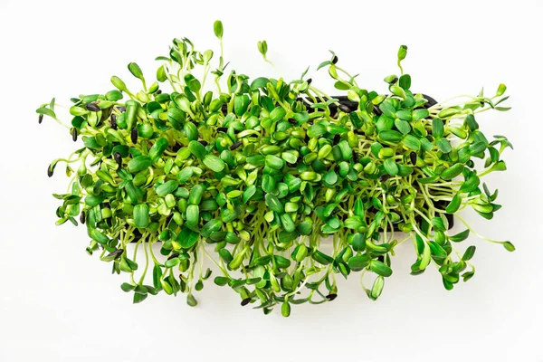 Zonnebloem Microgroene Kiemen Groene Bladeren Achtergrond — Stockfoto