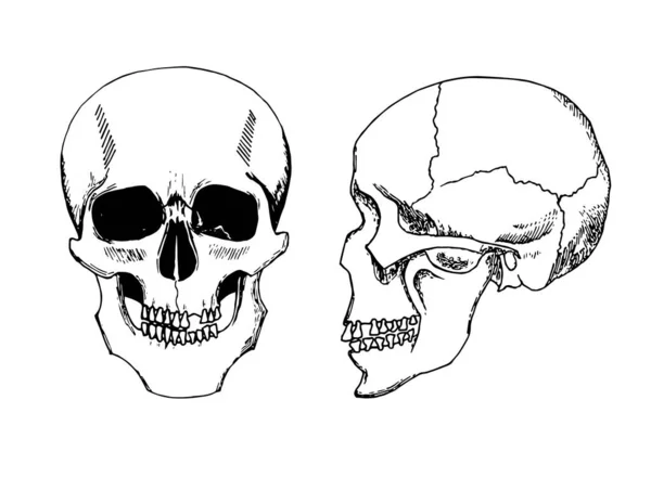 頭蓋骨の詳細な手描きイラスト グランジの天気図 スカル ベクトル アート — ストックベクタ