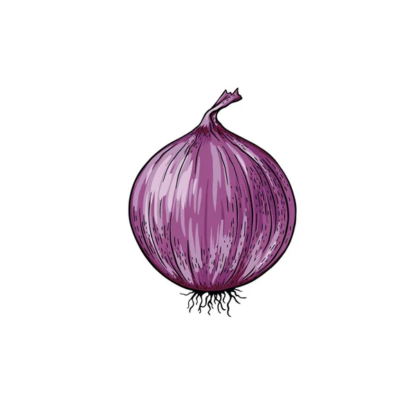 Fresh Red Onion Piece Onion Vegetable Garden Organic Food Vector — Stock Vector