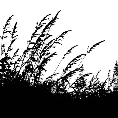 Çiçekli tek renkli çimenler. Çimen silueti kenarlık silueti beyaz arkaplanda izole edildi. Vektör illüstrasyonu
