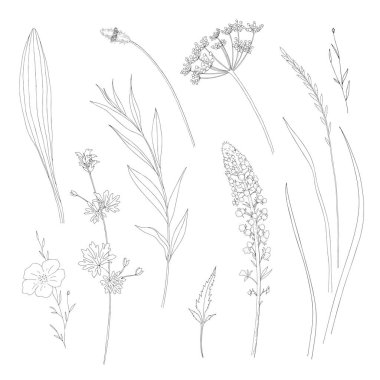 El yapımı kır çiçekleri ve otlar. Beyaz üzerine izole edilmiş vektör illüstrasyon botanik elementleri. Düğün davetiyesi, selamlama, kart, baskı