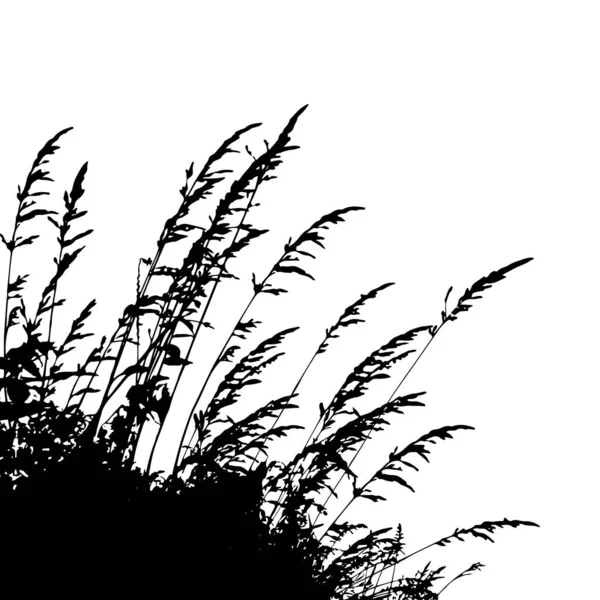 Monochroom Gras Met Bloemen Gras Silhouet Rand Silhouet Geïsoleerd Witte — Stockvector