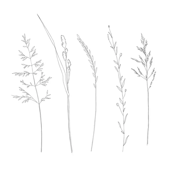 Ensemble Fleurs Sauvages Dessinées Main Herbes Illustration Vectorielle Eléments Botaniques — Image vectorielle