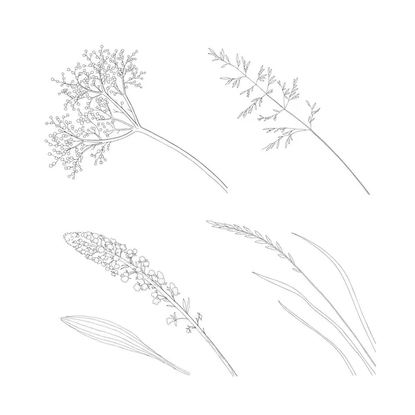 Set Fiori Selvatici Disegnati Mano Erbe Illustrazione Vettoriale Elementi Botanici — Vettoriale Stock