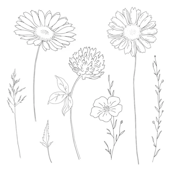 Conjunto Flores Silvestres Ervas Desenhadas Mão Ilustração Vetorial Elementos Botânicos —  Vetores de Stock