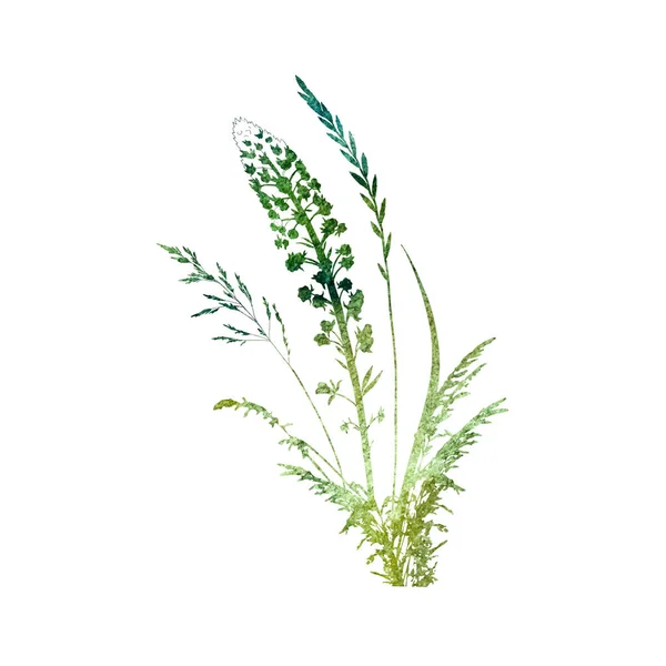 Herbe Sèche Florale Fleurs Sauvages Herbes Peintes Aquarelle Eléments Botaniques — Image vectorielle