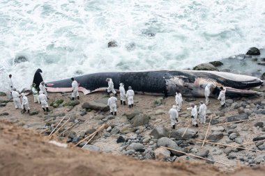 Peru 'da karaya vurmuş bir balina. Punta Hermosa plajı. Lima
