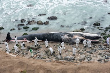 Peru 'da karaya vurmuş bir balina. Punta Hermosa plajı. Lima