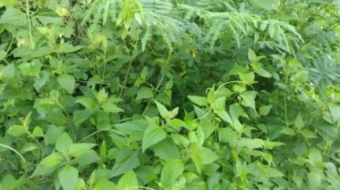 Kopasanda Yaprakları, Morenggo (Chromolaena Kodorata) Kopasanda yapraklarının faydaları şunlardır: Yaraların tedavisi, diyabet, kan dolaşımı, kan pıhtılaşmasını önleme, cilt enfeksiyonlarını önleme vs.