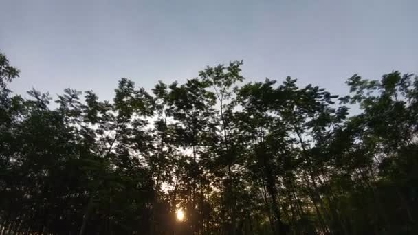 森の端で静かな朝 — ストック動画