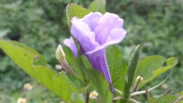 Ruellia Tuberosa Also Known Minnieroot Fever Root Snapdragon Root Sheep — Stock Video
