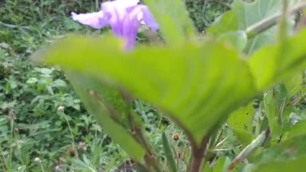 ミネロート 発熱根 スナップドラゴン根 羊のジャガイモとしても知られているルエリア ツバサは 科アカゲイ属の開花植物の一種です — ストック動画