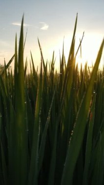 Paddy 'nin sakinliğinin arkasında bir sabah güneşi, statü veya sosyal medya hikayeleri için uygun bir portre modu videosu