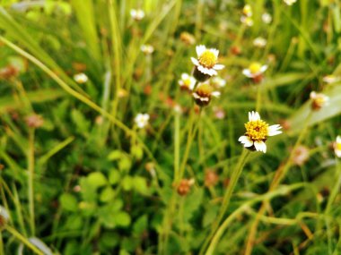 Tridax Procumbens Blossom 'ın Karmaşık Detayları. Beyaz ışın çiçekleri ve sarı merkezli Tridax çiçeğinin yakın çekimi, bulanık yeşil çimenlere karşı kurulmuş, Endonezya 'nın başkenti Jember' de bu tropikal kır çiçeğinin canlı cazibesini sergiliyor.