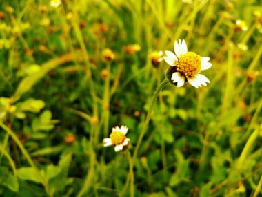 Bright Tridax Procumbens Vahşi Çimlerde Gelişiyor. Neşeli bir Tridax çiçeğine yakın plan beyaz taçyapraklı ve sarı merkezli, güneşli yeşil çimlere kurulmuş, Doğu Java 'nın başkenti Jember' de vahşi çiçeklerin basit güzelliğini yakalıyor.